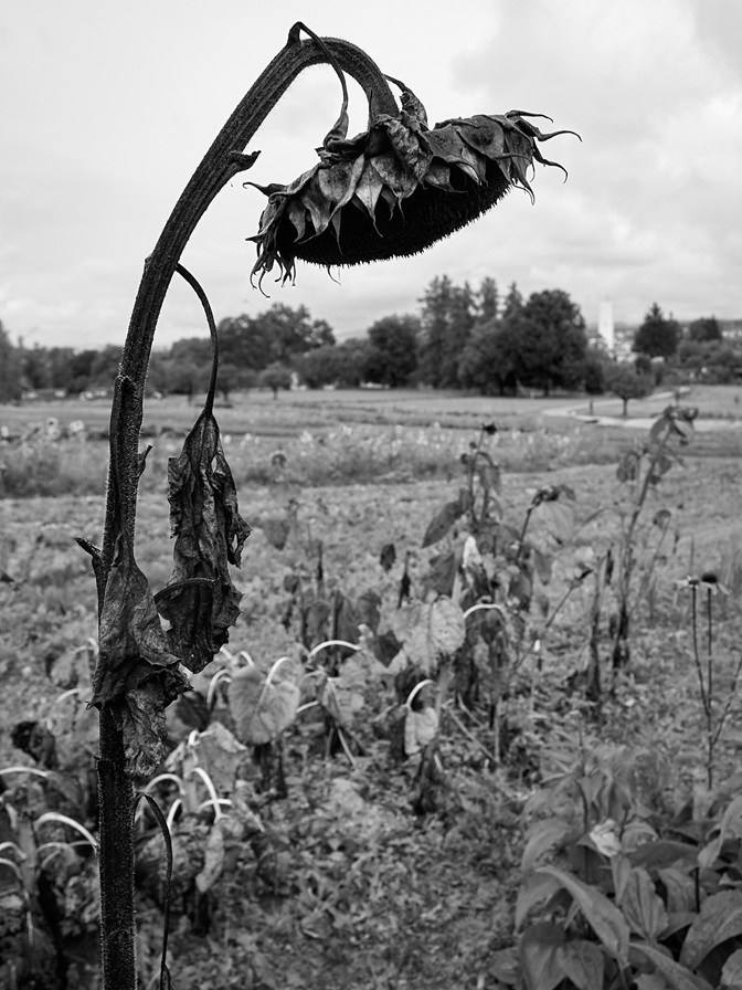 schwarz weiss bild einer reifen, den kopf hängen lassenden sonnenblume
